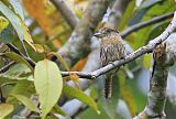 Western Striolated-Puffbird